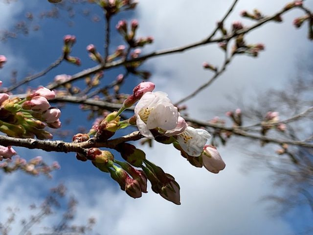 採用情報 花と歴史の郷 蛇の鼻 じゃのはな の求人