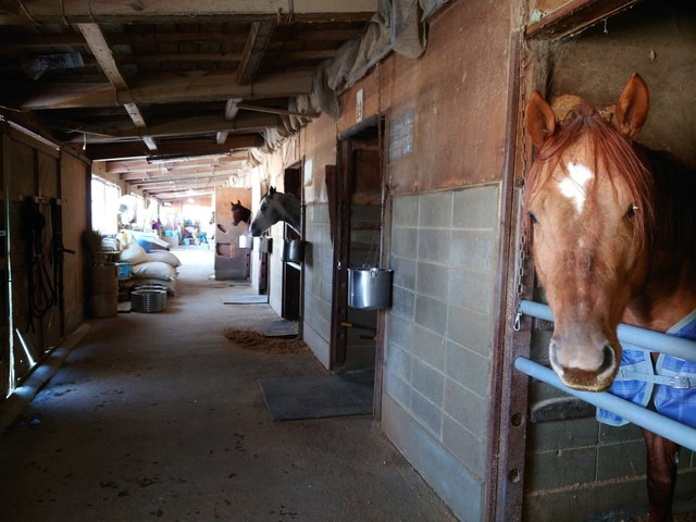 畠山厩舎 岩手競馬 岩手県奥州市 その他職種の求人 正社員 地元の正社員 アルバイト パート求人を多数掲載 ジョブポスト